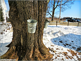 Maple Sugar Season en Massachusetts: Cubos en los Árboles