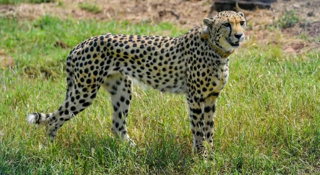 one-of-kuno-s-cheetahs-may-be-pregnant-new-hope-for-india-s-big-cat-population