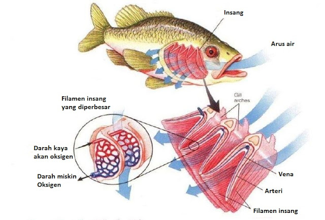 Alat Pernapasan pada Ikan