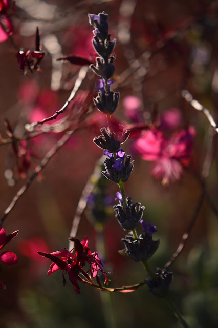 garden bloggers bloom day, small sunny garden, desert garden, amy myers