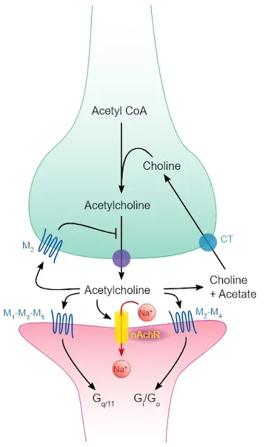 A picture demonstrating interactions between olfactory nerves