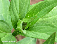 Monarch eggs on Swamp milkweed center leaves - © Denise Motard