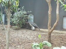 2014.04.21-052 tamanoir