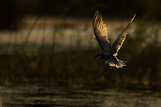 The magnificent flight of a Whiskered Tern
