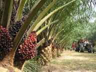 Oil Palm Producer