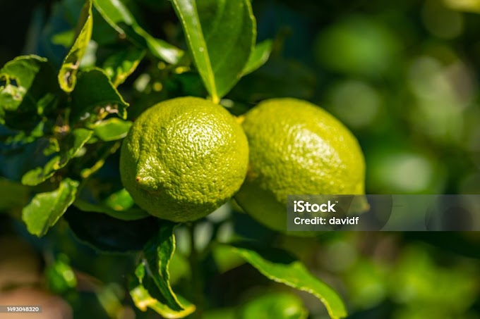 Uso do Limão no Combate às Estrias: 6 Maneiras Eficazes