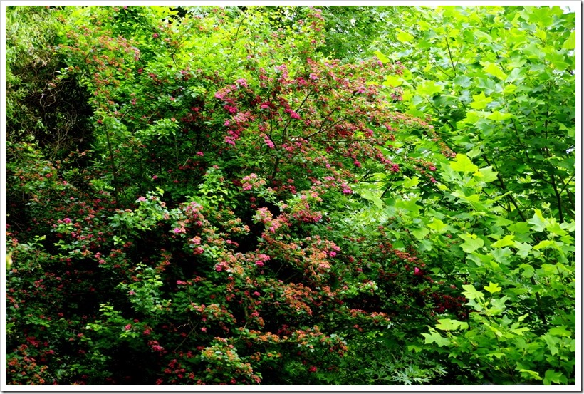 DSC04309 DSC04309