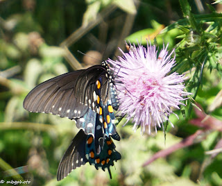 Swallowtail Butterflies on a Flower