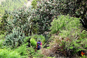 Itinerari circular a la Caldera de Taburiente