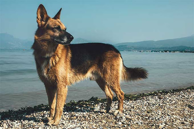 all-dog-breed-names-and-picture