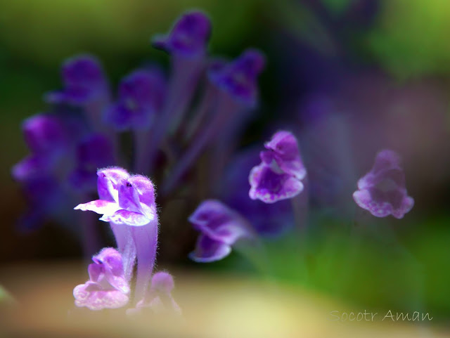 Scutellaria indica