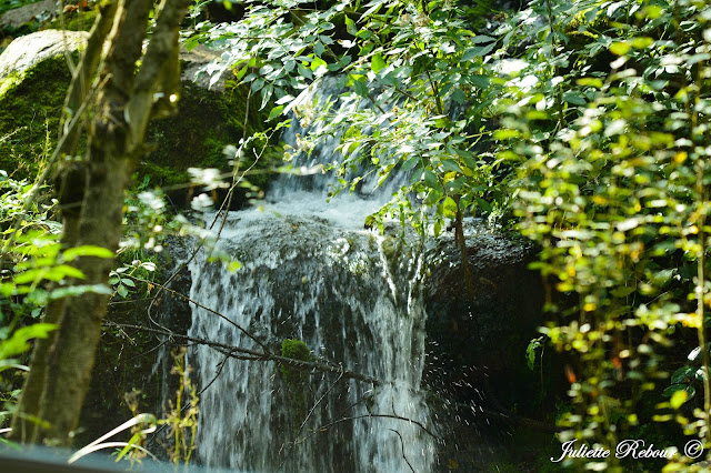 Cascade dans un enclos au Bioparc Doué-la-Fontaine