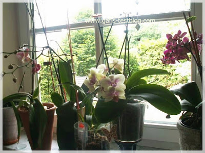 Orchideen Fenster