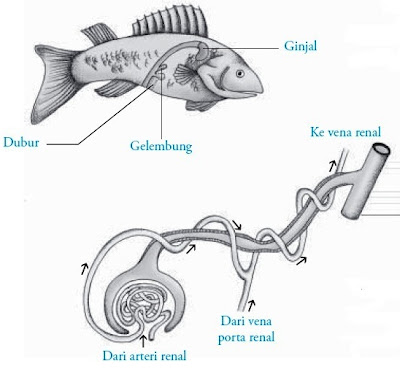 terdapat ginjal berjumlah sepasang dan berwarna kemerah Pintar Pelajaran Sistem Ekskresi pada Ikan