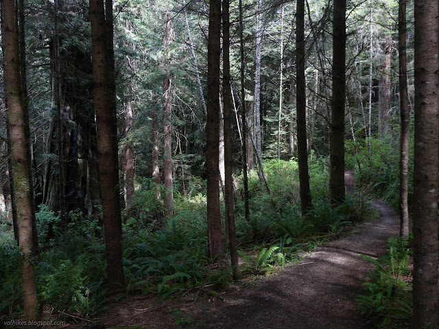 22: trees along trail