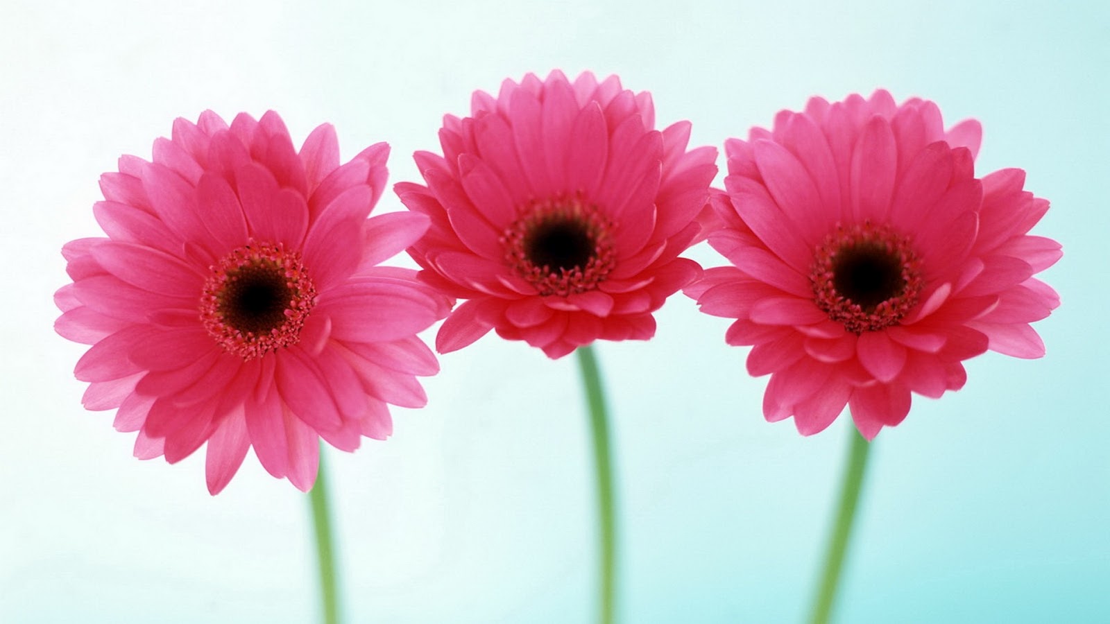 flowers for flower lovers.: Flowers wallpapers HD desktop ...