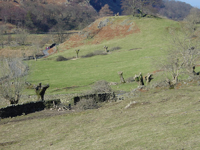 Ancient pollards in Watendlath