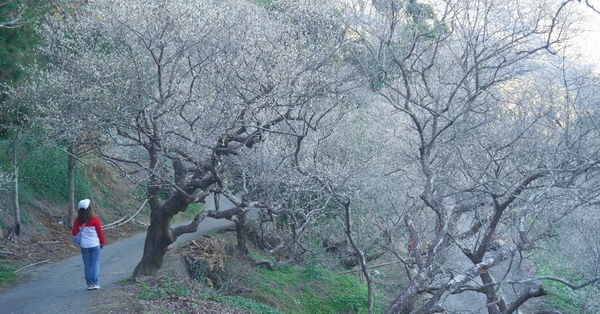 南投國姓九份二山賞梅花景點，九尖茶廠第一賞梅區欣賞雪景和山景