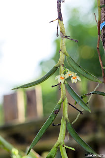 Thrixspermum angustifolium