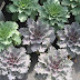 Ornamental Cabbage & Kale