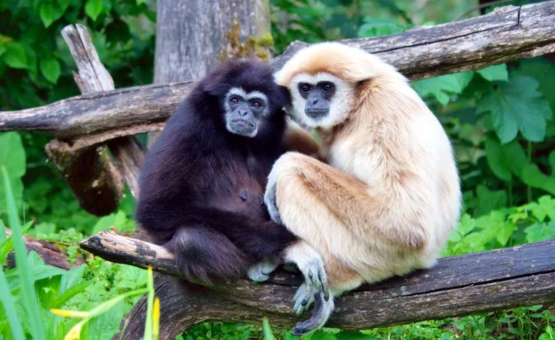 Gibbon