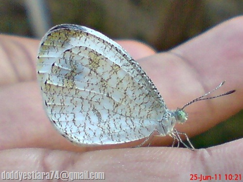 Leptosia nina - Psyche - Kupu-kupu 0