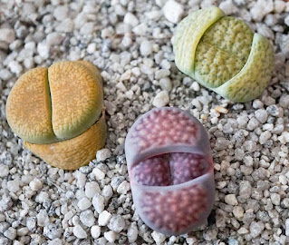 Lithops different colours