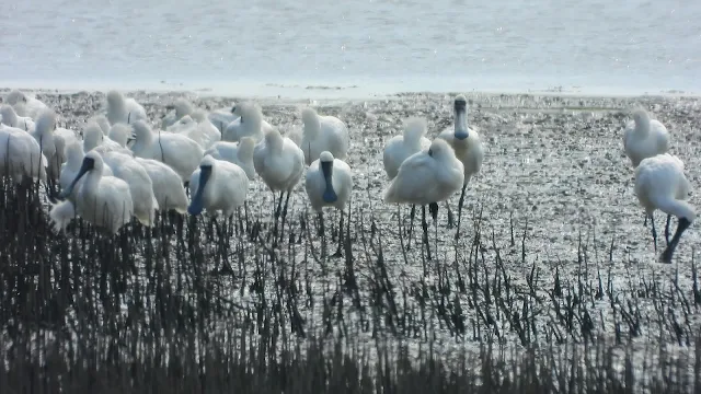 クロツラヘラサギ,黑面琵鷺,布袋鎮,東石郷,台湾探鳥日記,台湾体験,台湾探見,片倉佳史,嘉義,高鐵嘉義