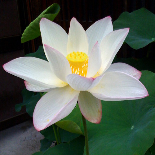 flower pot patio ideas Lotus Flower | 500 x 500