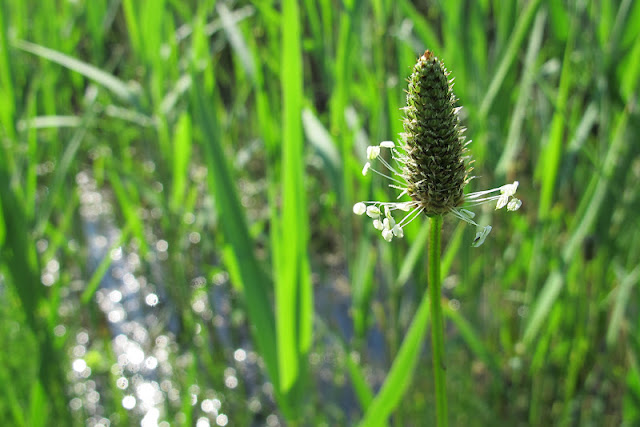 Loppem: over koebeesten, insecten , ingewikkelde sexstandjes , een ijsvogel en nog veel meer !