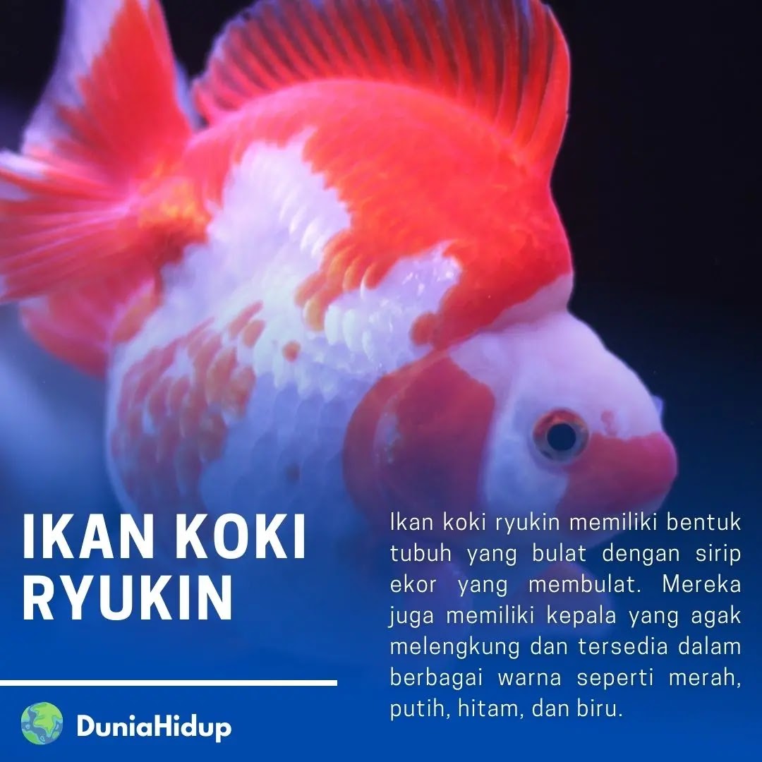 Ikan Koki Ryukin