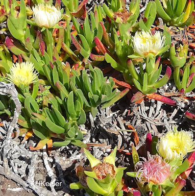 highway iceplant, Carpobrotus edulis flowers