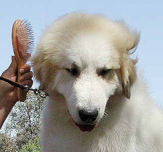 How To Brush Your Labrador Retriever