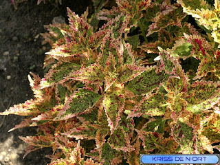 Coléus - Solenostemon scutellarioides - Plectranthus scutellarioides