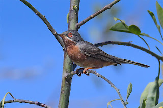 curruca-carrasqueña-sylvia-cantillans-posada-