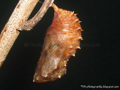 Butterfly Chrysalis