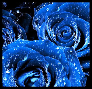 Gambar Bunga Mawar Biru Paling Cantik_Blue Roses Flower 200018
