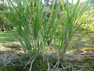 Canne à sucre - Saccharum officinarum