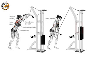 V-Taper Back Exercises: 6 Best Back Exercises For Building Muscle