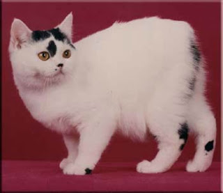 manx cat pets info breed animal domestic gato photo