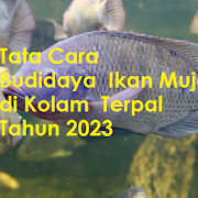 Tata Cara Budidaya Ikan Mujair di Kolam Terpal Tahun 2023