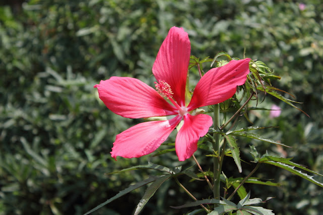 Scarlet Rosemallow Flowers Pictures