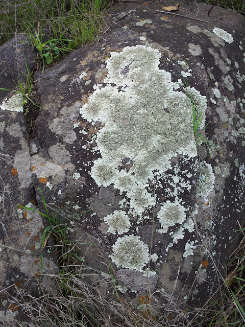 lichen rock