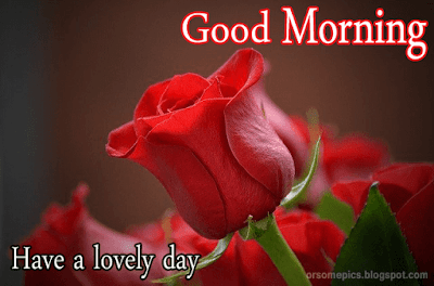 Good Morning flower images free download