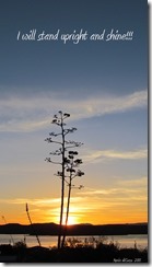 I will stand upright and shine!  Mario diGesu  2011