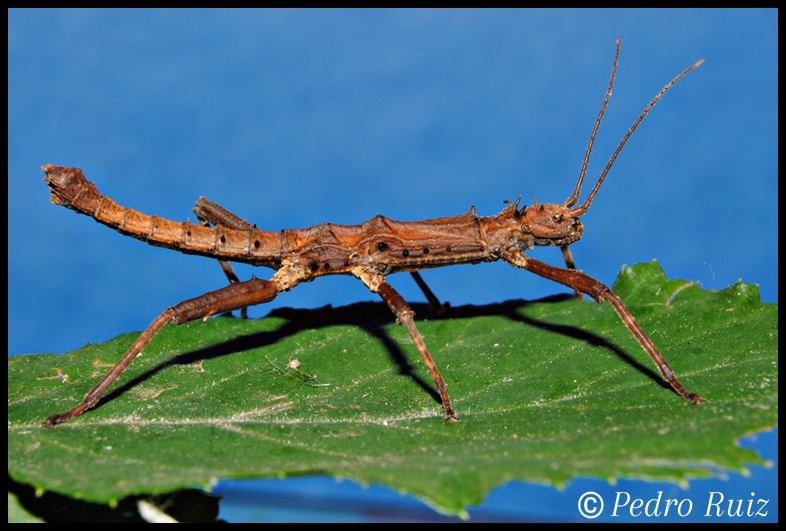 Macho adulto de Tisamenus serratorius, 4,5 cm de longitud