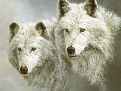 White Wolf Latest Wallpapers 2012
