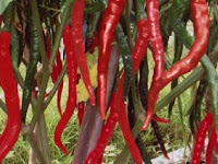 Unproductive Chili Plant Rejuvenation Methods To Produce Heavy Fruits