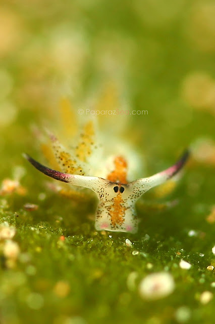 Jun V Lao, Underwater Photography,. 