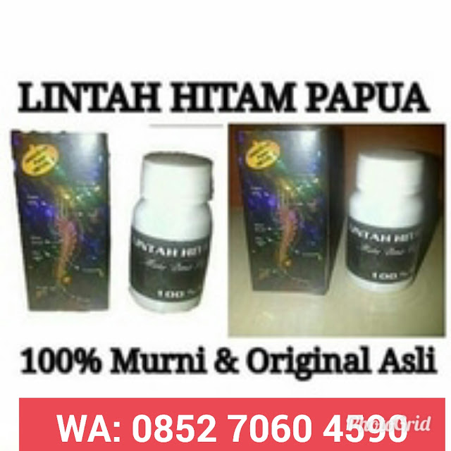 Agen Minyak Lintah Hitam Papua Surabaya